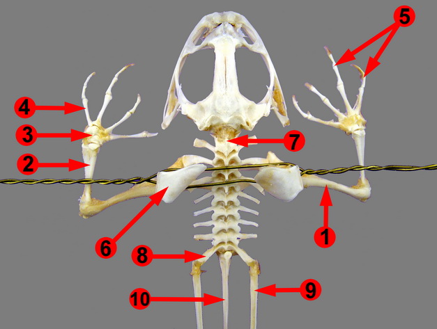 Frog Skeleton Specimen Toad Bones Biology Anatomy Teaching Aids Accessories 
