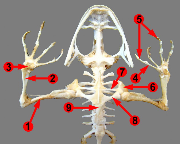 frog skeletal system skull