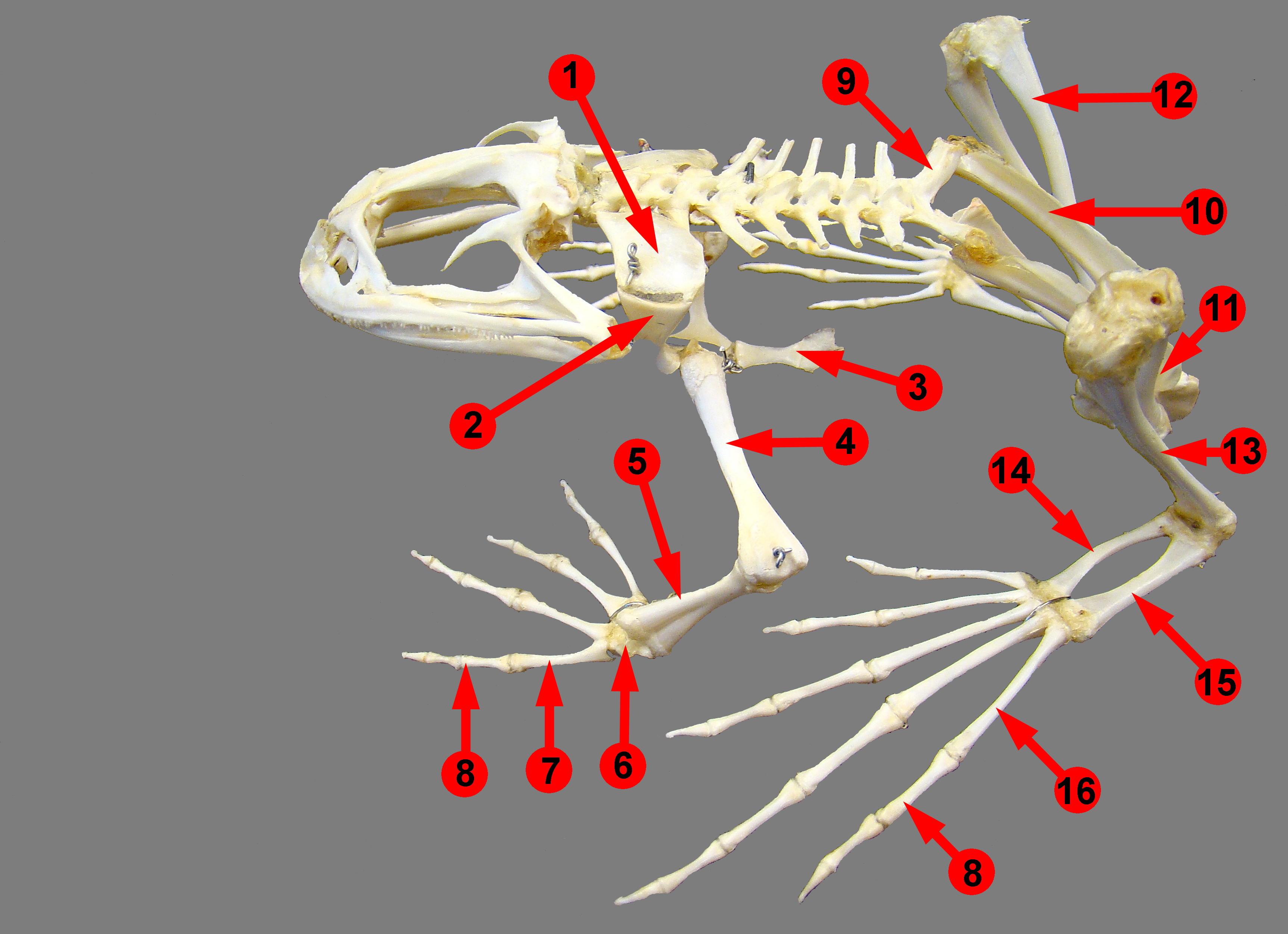 Скелет лягушки позвоночник. Скелет лягушки шейный отдел. Скелет лягушки биология. Скелет лягушки плюсна. Строение скелета лягушки биология.
