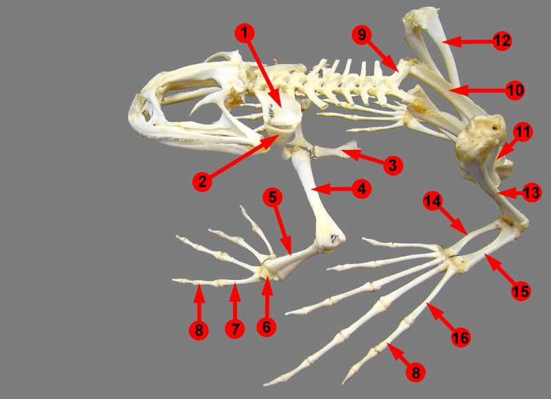 Which organ in a frog has a function similar to the function of lungs in a bird?