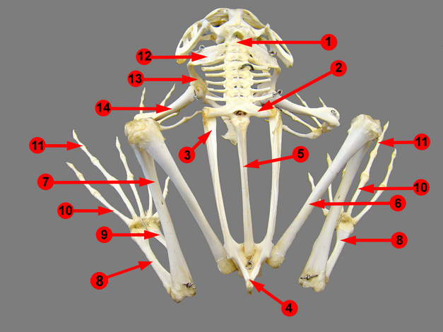 frog skeletal system skull