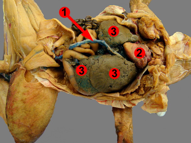 Lab 10: Tetrapod Vertebrates – Zoo-lab | UW-La Crosse