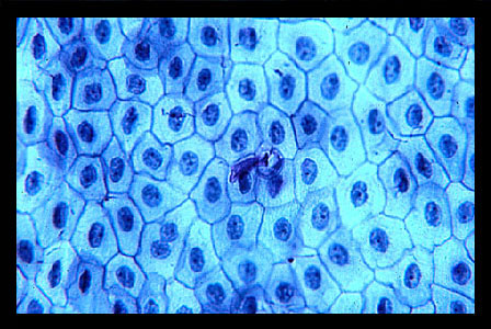 Lab 2: Microscopy and the Study of Tissues - Zoo-lab | UW-La Crosse