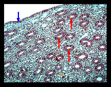 Lab 2: Microscopy and the Study of Tissues - Zoo-lab | UW-La Crosse Lab 2: Microscopy and the Study of Tissues - Zoo-lab | UW-La Crosse
