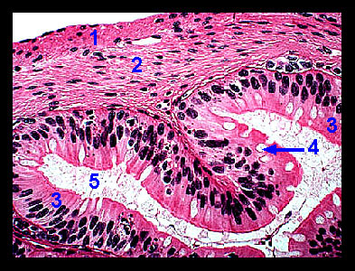 Lab 2 Microscopy And The Study Of Tissues Zoo Lab Uw La Crosse