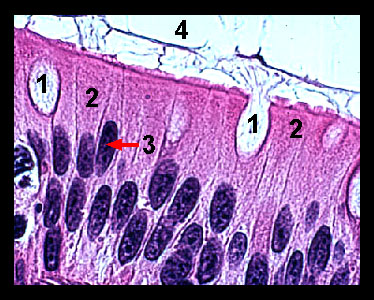 Lab 2: Microscopy and the Study of Tissues – Zoo-lab | UW-La Crosse