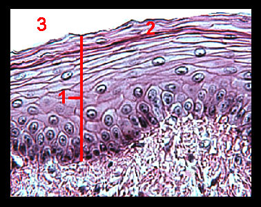 simple squamous epithelial tissue under microscope