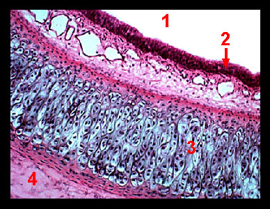 Lab 2: Microscopy and the Study of Tissues - Zoo-lab | UW-La Crosse Lab 2: Microscopy and the Study of Tissues - Zoo-lab | UW-La Crosse