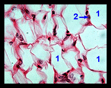 Lab 2: Microscopy and the Study of Tissues - Zoo-lab | UW-La Crosse Lab 2: Microscopy and the Study of Tissues - Zoo-lab | UW-La Crosse