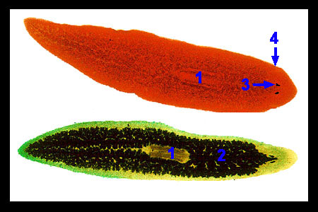 Emberi féreg kezelés, Platyhelminthes planáris test burkolás