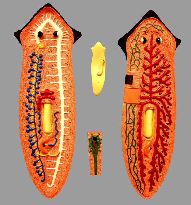 platyhelminthes planáris test burkolás)