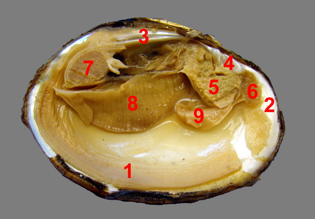 Lab 6: Molluscs - Zoo-lab | UW-La Crosse