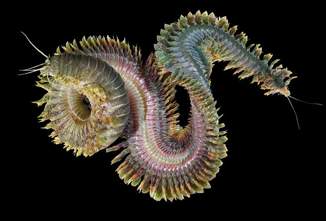 Lab 7: Annelids and Smaller Ecdysozoans - Zoo-lab | UW-La Crosse Lab 7: Annelids and Smaller Ecdysozoans - Zoo-lab | UW-La Crosse