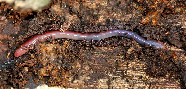 annelids pinworm)