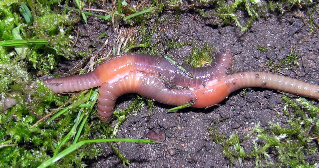 pinworm annelid