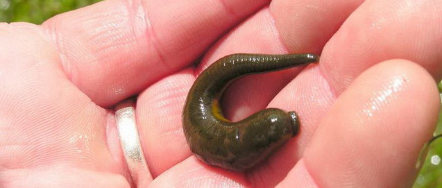Lab 7: Annelids and Smaller Ecdysozoans - Zoo-lab | UW-La Crosse Lab 7: Annelids and Smaller Ecdysozoans - Zoo-lab | UW-La Crosse