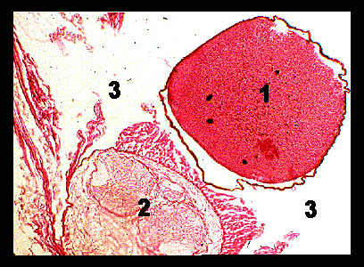 Lab-7 19 Lab-7 19