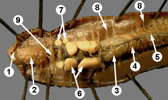 virtual-earth-worm-dissection-harnekjonathan