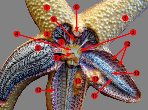 starfish ring canal function