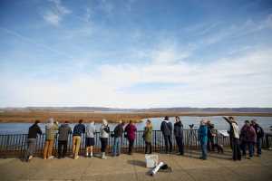 Tundra Swan Migration Fieldtrip 