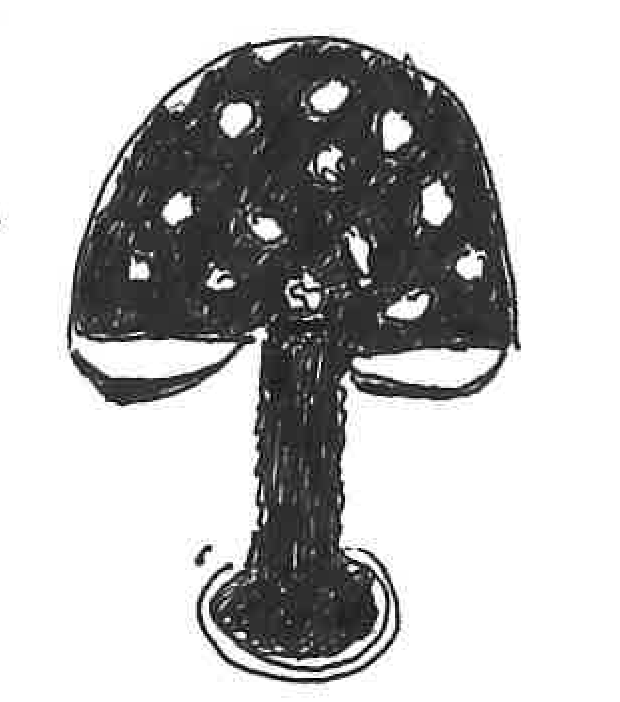 Mushroom drawing by Tom Volk