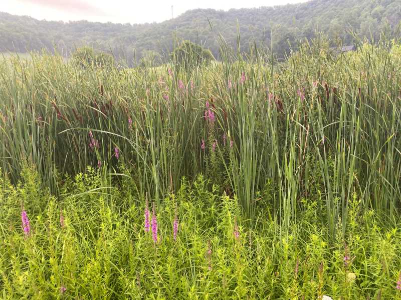 Cattails along a road.