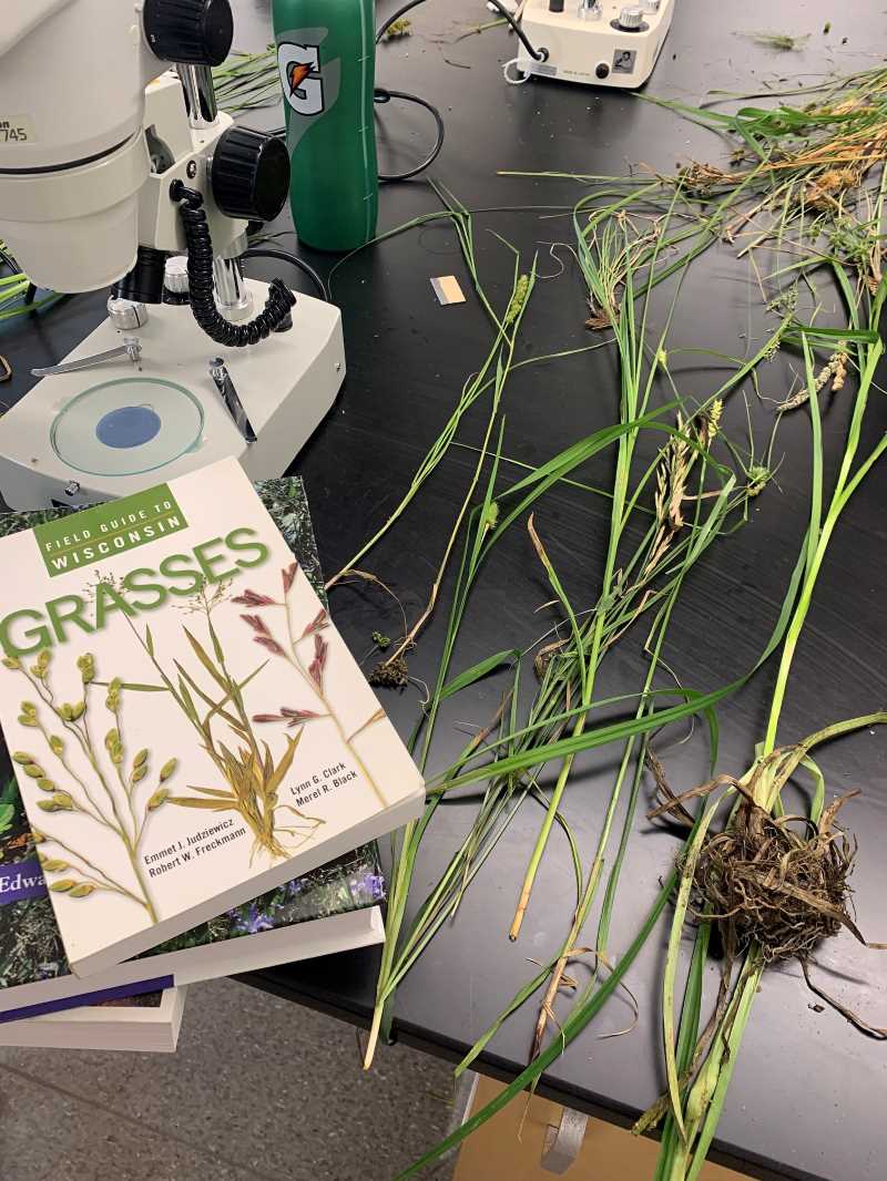 Wetland grasses are examined in a lab