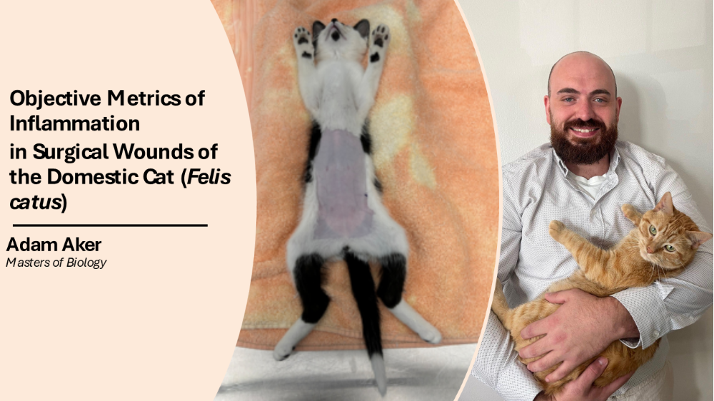 Major Advisor: Dr. Anita Davelos