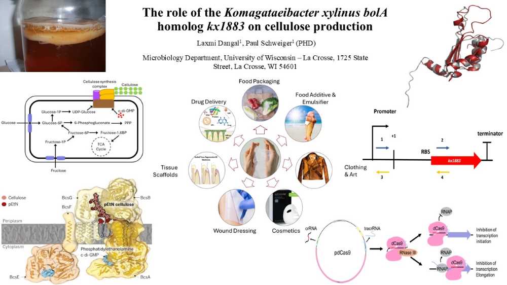 The role of the Komagataeibacter xylinus bolA homolog kx1883 on cellulose production 
(Click for abstract)