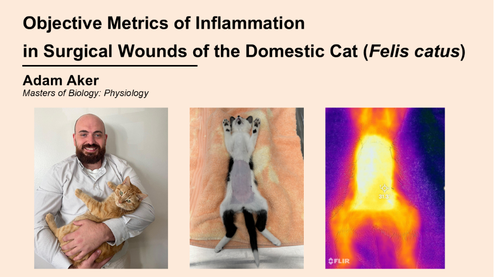 Objective metrics of inflammation in surgical wounds of the domestic cat (Felis catus) (Click for abstract)
