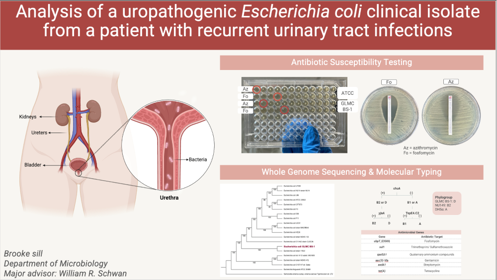 Analysis of a uropathogenic Escherichia coli clinical isolate from a patient with recurrent urinary tract infections (click for abstract)