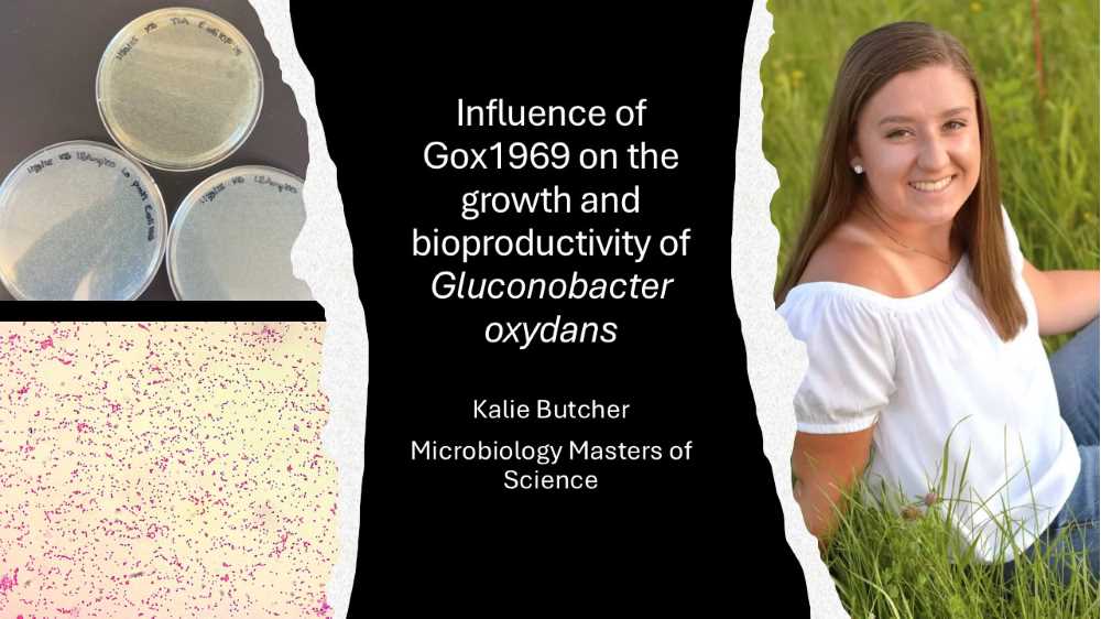 Influence of GOX1969 on the growth and bioproductivity of Gluconobacter oxydans (Click for abstract)