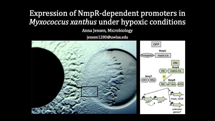 Expression of NmpR-dependent promotors in Myxococcus xanthus under hypoxic conditions (Click for abstract)