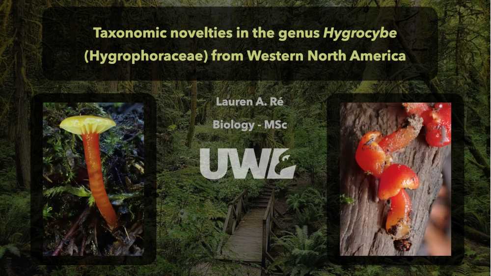 Major Advisor: Dr. Todd Osmundson