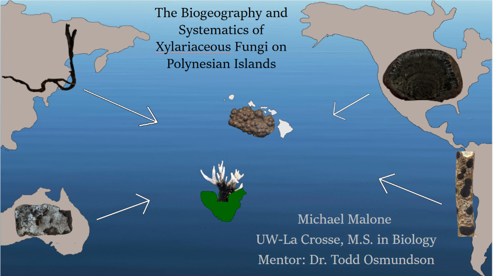 The Biogeography and Systematics of Xylariaceous Fungi on Polynesian Islands (Click for abstract)