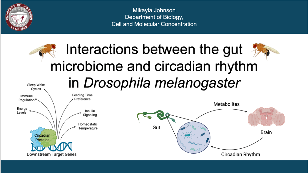 Interactions between the gut microbiome and circadian rhythm in Drosophila melanogaster
(Click for abstract)
