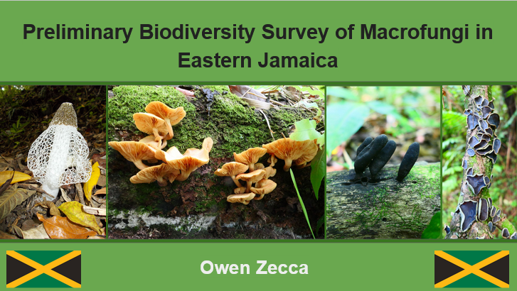 Major Advisor: Dr. Todd Osmundson