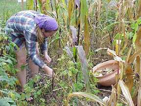 Laura picking dry bean pods off the vine.