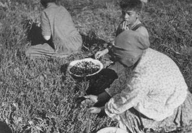 Berry picking