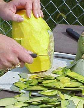 The rind is being cut off the Sibley squash. Merlin Red Cloud Jr. recommends cutting the rind off before cutting up the squash. It was then cut into doughnut slices, halved and quartered. Each slice should be about 1/4″ thick.