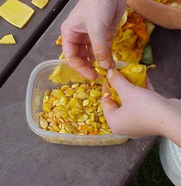 Seeds were separated from the meat of the squash.