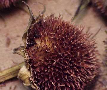 Close up of sunflower head