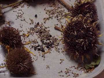 Sunflower heads shaken to acquire seeds.