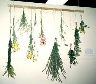 Herbs separated, tied, and hung to dry.