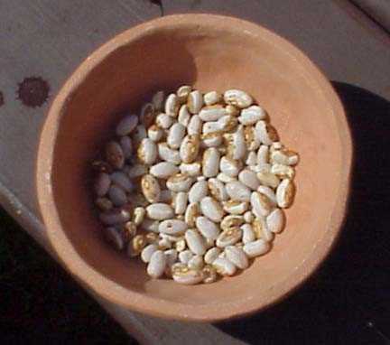 Hidatsa Shield Beans 