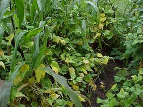 Hidatsa Shield Beans 