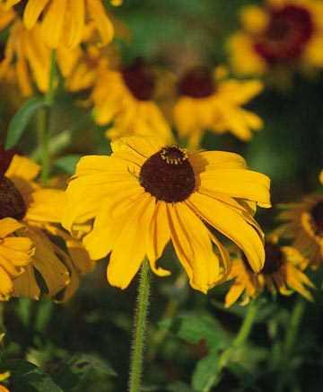 Black-eyed Susan 