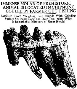 Sometimes artifacts are found by local farmers eroding from the bank, as happened with this mastodon tooth. (From La Crosse Tribune, June 10, 1923)