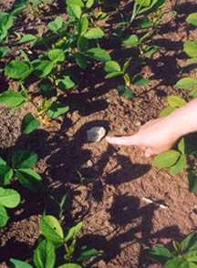 Artifact in a plowed field 