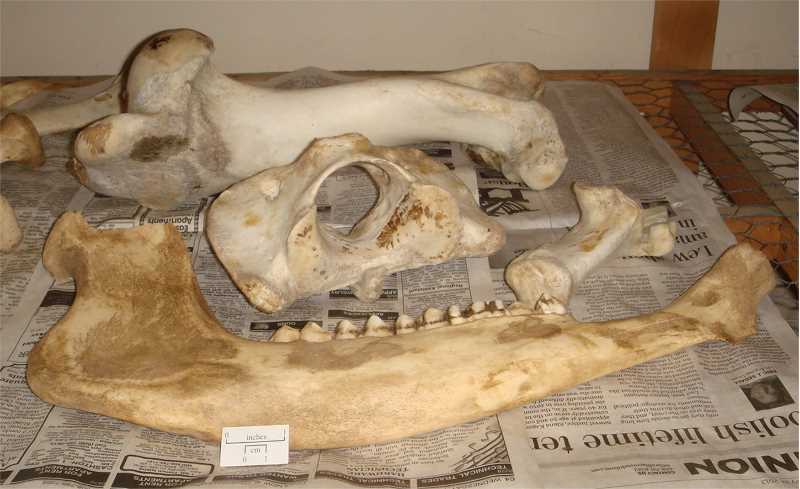 Bison Bones 